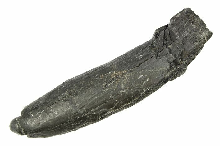 Fossil Pygmy Sperm Whale (Kogiopsis) Tooth - South Carolina #299396